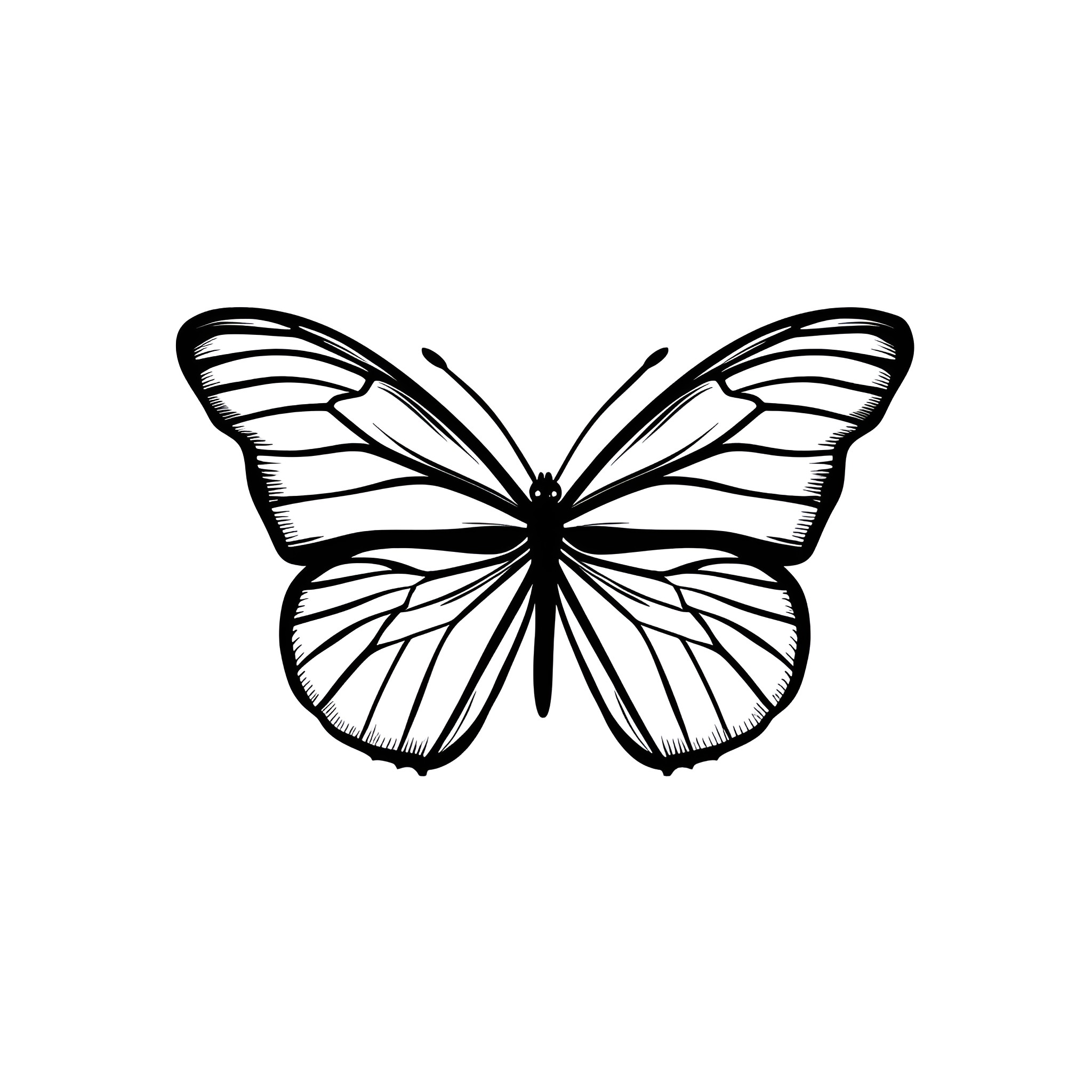 Butterfly taking flight Drawing Idea (free black-and-white line drawing printable PDF for all, from beginners to advanced learners, including children, teens, adults, and seniors)