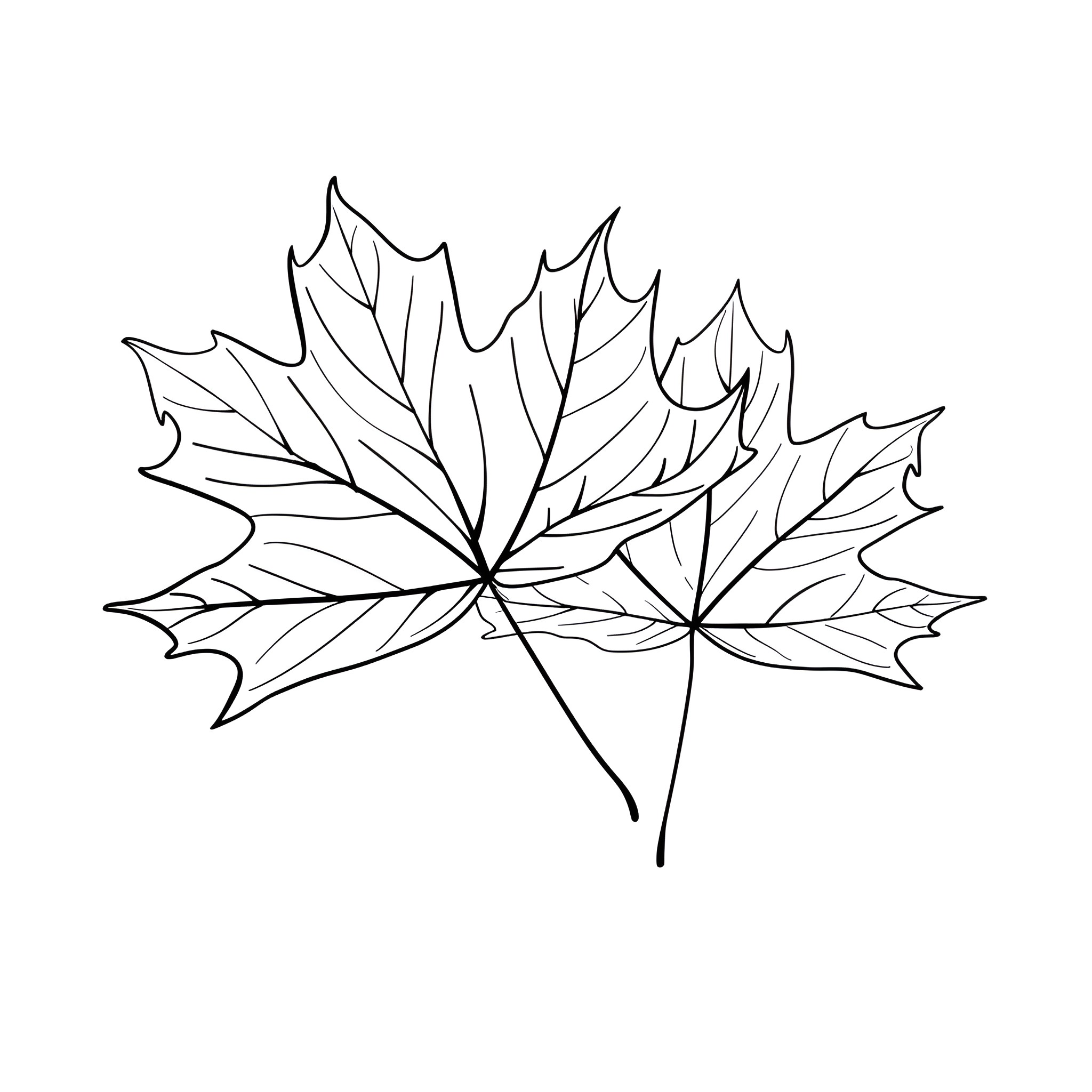 Nature's Delicate Leaf Silhouette Drawing Idea (free black-and-white line drawing printable PDF for all, from beginners to advanced learners, including children, teens, adults, and seniors)